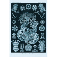 Haeckel Nature Illustrations: Sea Cucumbers - Blue-Green Tint-Paper Art-26"x38"