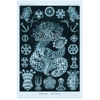 Haeckel Nature Illustrations: Sea Cucumbers - Blue-Green Tint-Paper Art-34"x50"