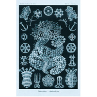 Haeckel Nature Illustrations: Sea Cucumbers - Blue-Green Tint-Paper Art-42"x62"