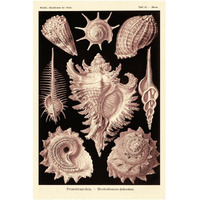 Haeckel Nature Illustrations: Gastropods - Rose Tint-Paper Art-14"x20"