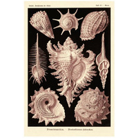Haeckel Nature Illustrations: Gastropods - Rose Tint-Paper Art-18"x26"