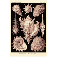 Haeckel Nature Illustrations: Gastropods - Rose Tint-Paper Art-22"x32"