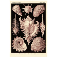 Haeckel Nature Illustrations: Gastropods - Rose Tint-Paper Art-26"x38"