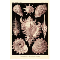 Haeckel Nature Illustrations: Gastropods - Rose Tint-Paper Art-34"x50"