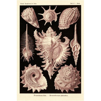 Haeckel Nature Illustrations: Gastropods - Rose Tint-Paper Art-42"x62"