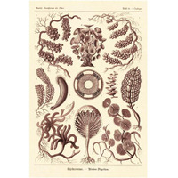 Haeckel Nature Illustrations: Siphoneae Hydrozoa - Rose Tint-Paper Art-14"x20"