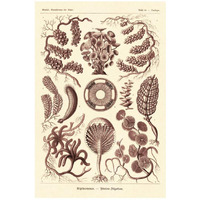 Haeckel Nature Illustrations: Siphoneae Hydrozoa - Rose Tint-Paper Art-18"x26"