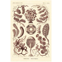 Haeckel Nature Illustrations: Siphoneae Hydrozoa - Rose Tint-Paper Art-22"x32"