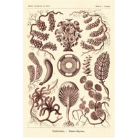 Haeckel Nature Illustrations: Siphoneae Hydrozoa - Rose Tint-Paper Art-42"x62"