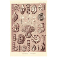 Haeckel Nature Illustrations: Talamophora, Formanifera, Rhisopods - Rose Tint-Paper Art-18"x26"