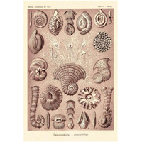 Haeckel Nature Illustrations: Talamophora, Formanifera, Rhisopods - Rose Tint-Paper Art-26"x38"