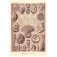 Haeckel Nature Illustrations: Talamophora, Formanifera, Rhisopods - Rose Tint-Paper Art-34"x50"