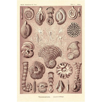 Haeckel Nature Illustrations: Talamophora, Formanifera, Rhisopods - Rose Tint-Paper Art-42"x62"