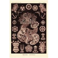 Haeckel Nature Illustrations: Sea Cucumbers- Rose Tint-Paper Art-14"x20"