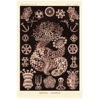 Haeckel Nature Illustrations: Sea Cucumbers- Rose Tint-Paper Art-18"x26"