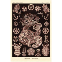 Haeckel Nature Illustrations: Sea Cucumbers- Rose Tint-Paper Art-22"x32"
