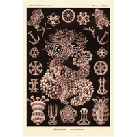 Haeckel Nature Illustrations: Sea Cucumbers- Rose Tint-Paper Art-42"x62"