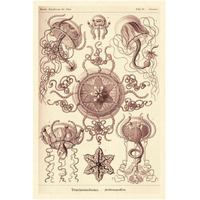 Haeckel Nature Illustrations: Trachomedusae - Jellyfish - Rose Tint-Paper Art-14"x20"