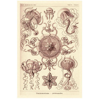 Haeckel Nature Illustrations: Trachomedusae - Jellyfish - Rose Tint-Paper Art-18"x26"
