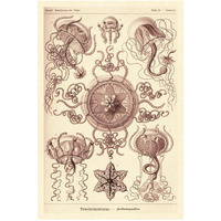Haeckel Nature Illustrations: Trachomedusae - Jellyfish - Rose Tint-Paper Art-22"x32"