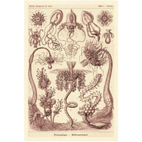 Haeckel Nature Illustrations: Tubularida - Tubularians - Rose Tint-Paper Art-22"x32"