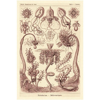 Haeckel Nature Illustrations: Tubularida - Tubularians - Rose Tint-Paper Art-26"x38"