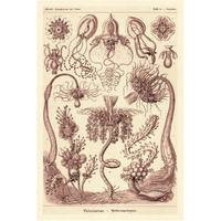 Haeckel Nature Illustrations: Tubularida - Tubularians - Rose Tint-Paper Art-42"x62"
