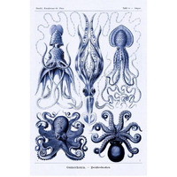Haeckel Nature Illustrations: Jelly Fish - Dark Blue Tint-Paper Art-22"x32"