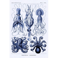 Haeckel Nature Illustrations: Jelly Fish - Dark Blue Tint-Paper Art-42"x62"