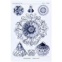 Haeckel Nature Illustrations: Polycytaria Radiolaria - Dark Blue Tint-Paper Art-18"x26"