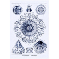 Haeckel Nature Illustrations: Polycytaria Radiolaria - Dark Blue Tint-Paper Art-22"x32"