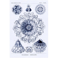 Haeckel Nature Illustrations: Polycytaria Radiolaria - Dark Blue Tint-Paper Art-26"x38"