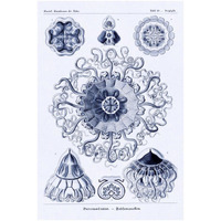 Haeckel Nature Illustrations: Polycytaria Radiolaria - Dark Blue Tint-Paper Art-34"x50"