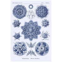 Haeckel Nature Illustrations: Siphoneae Hydrozoa - Dark Blue Tint-Paper Art-22"x32"