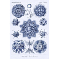 Haeckel Nature Illustrations: Siphoneae Hydrozoa - Dark Blue Tint-Paper Art-42"x62"