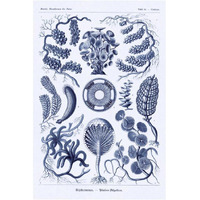 Haeckel Nature Illustrations: Siphoneae Hydrozoa - Dark Blue Tint-Paper Art-14"x20"