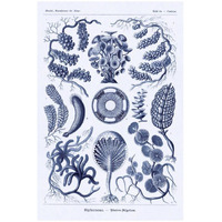 Haeckel Nature Illustrations: Siphoneae Hydrozoa - Dark Blue Tint-Paper Art-22"x32"