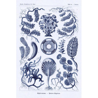 Haeckel Nature Illustrations: Siphoneae Hydrozoa - Dark Blue Tint-Paper Art-42"x62"