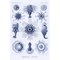 Haeckel Nature Illustrations: Siphoneae Hydrozoa - Dark Blue Tint-Paper Art-14"x20"
