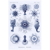 Haeckel Nature Illustrations: Siphoneae Hydrozoa - Dark Blue Tint-Paper Art-22"x32"