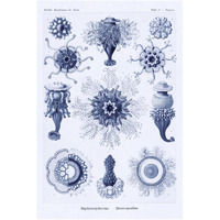 Haeckel Nature Illustrations: Siphoneae Hydrozoa - Dark Blue Tint-Paper Art-26"x38"