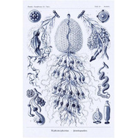 Haeckel Nature Illustrations: Siphoneae Hydrozoa - Dark Blue Tint-Paper Art-14"x20"