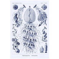 Haeckel Nature Illustrations: Siphoneae Hydrozoa - Dark Blue Tint-Paper Art-18"x26"