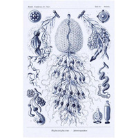 Haeckel Nature Illustrations: Siphoneae Hydrozoa - Dark Blue Tint-Paper Art-26"x38"