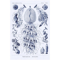 Haeckel Nature Illustrations: Siphoneae Hydrozoa - Dark Blue Tint-Paper Art-34"x50"