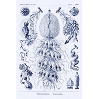 Haeckel Nature Illustrations: Siphoneae Hydrozoa - Dark Blue Tint-Paper Art-42"x62"