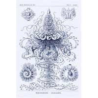 Haeckel Nature Illustrations: Tubularida - Tubularians - Dark Blue Tint-Paper Art-14"x20"