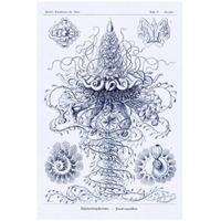 Haeckel Nature Illustrations: Tubularida - Tubularians - Dark Blue Tint-Paper Art-22"x32"