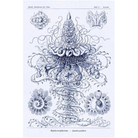 Haeckel Nature Illustrations: Tubularida - Tubularians - Dark Blue Tint-Paper Art-26"x38"