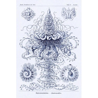 Haeckel Nature Illustrations: Tubularida - Tubularians - Dark Blue Tint-Paper Art-42"x62"